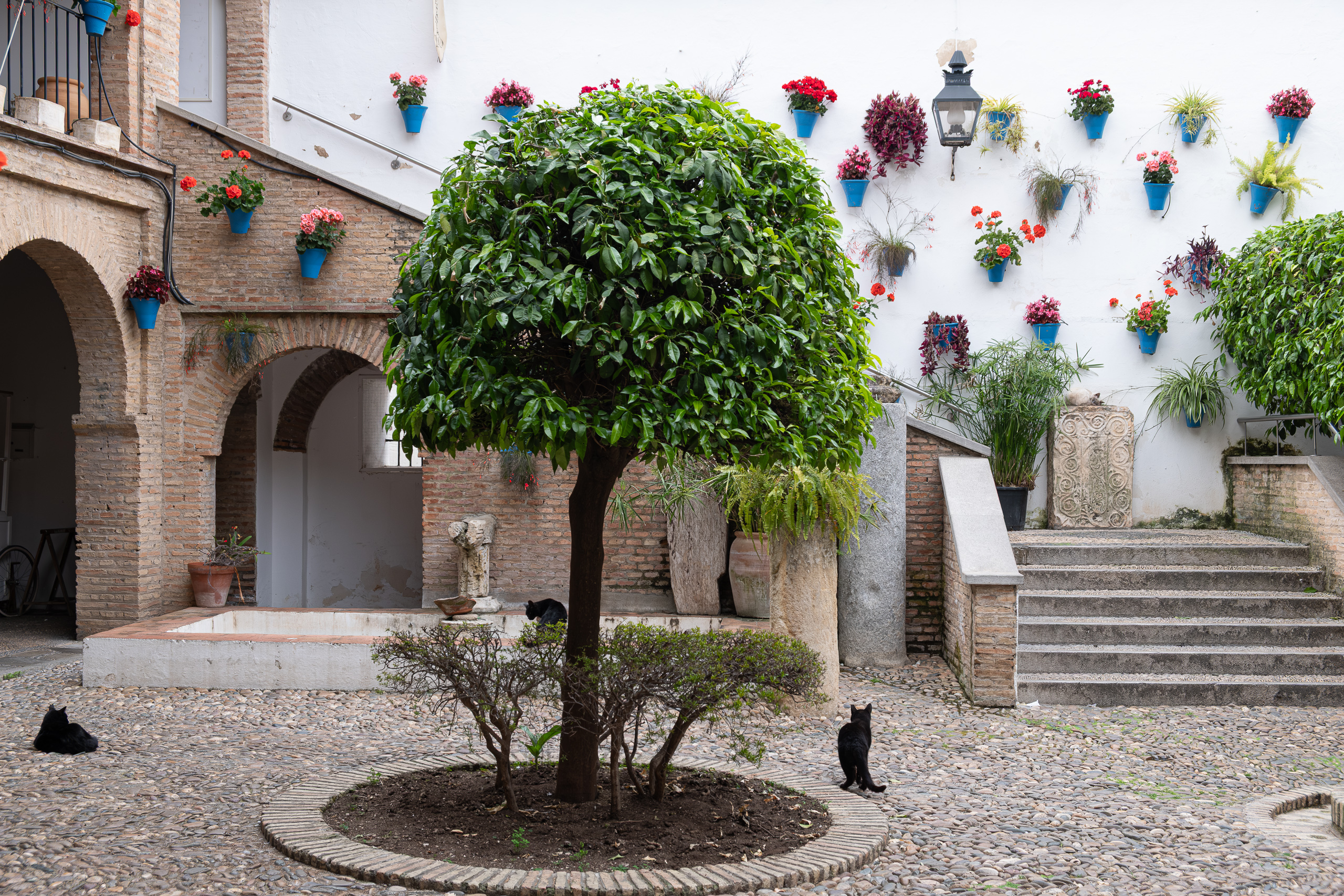 Patio eines Córdobaner Hauses – Orangenbaum und schwarze Katzen